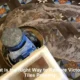 Victorian Tiles Restoration Guide: Steps to Revive Your Space