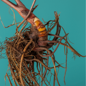 Supplements for Menopause: Natural Solutions for Relief