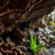 Belizean Caves: Uncovering Archaeology, Wildlife, and Climate