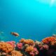 Great Blue Hole Diving & Snorkeling: Your Essential Guide