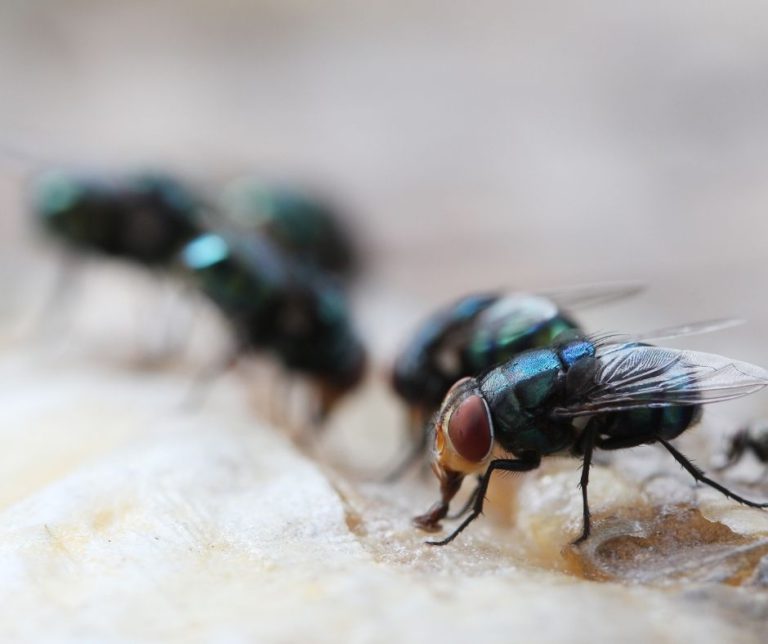 Maggot Extermination Tips for Sydney Homes