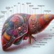 Liver Blood Test Insights for Maidstone Residents