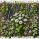 Herbal Remedies for Australians: Your Essential Guide
