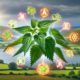 Herbs for Glowing Skin: Top Natural Remedies from Australia