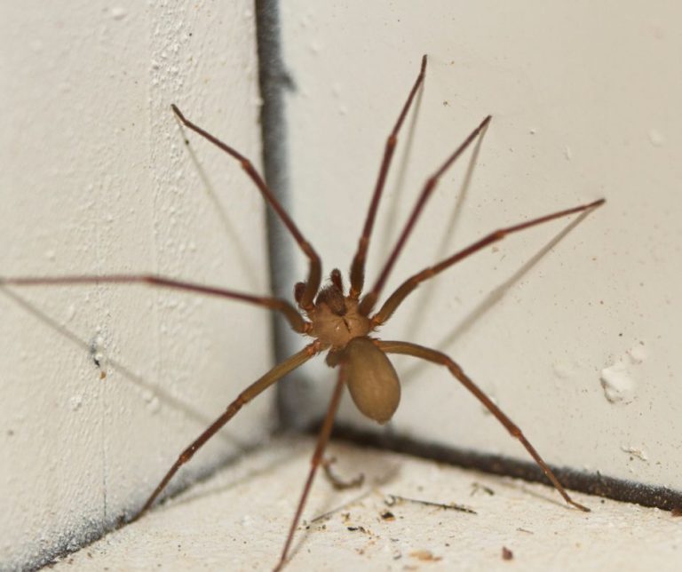 Spider Pest Control Strategies for Successful Elimination